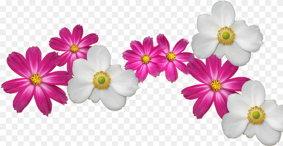 Flower Crown Flower Wallpaper Images, Anemone, Anther, Daisy, Geranium Free Transparent Png