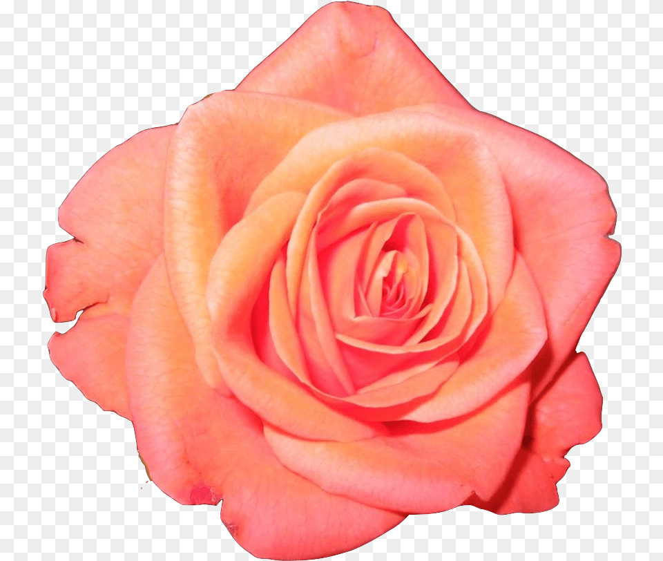Transparent Flower Crown Tumblr Orange And Pink Flowers, Plant, Rose, Petal Free Png Download