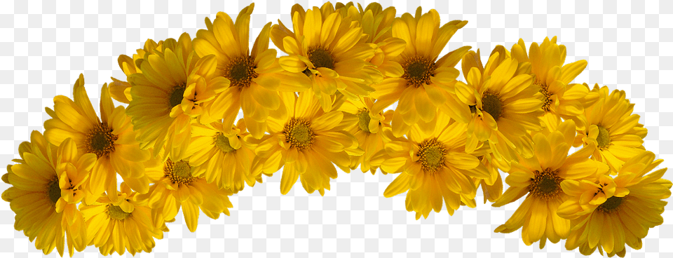 Transparent Flower Crown Yellow Flower Crown, Daisy, Petal, Plant, Sunflower Png Image