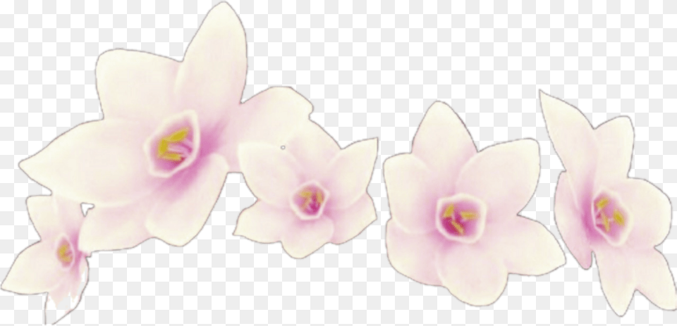 Transparent Flower Crowns Instagram, Orchid, Plant, Rose Png