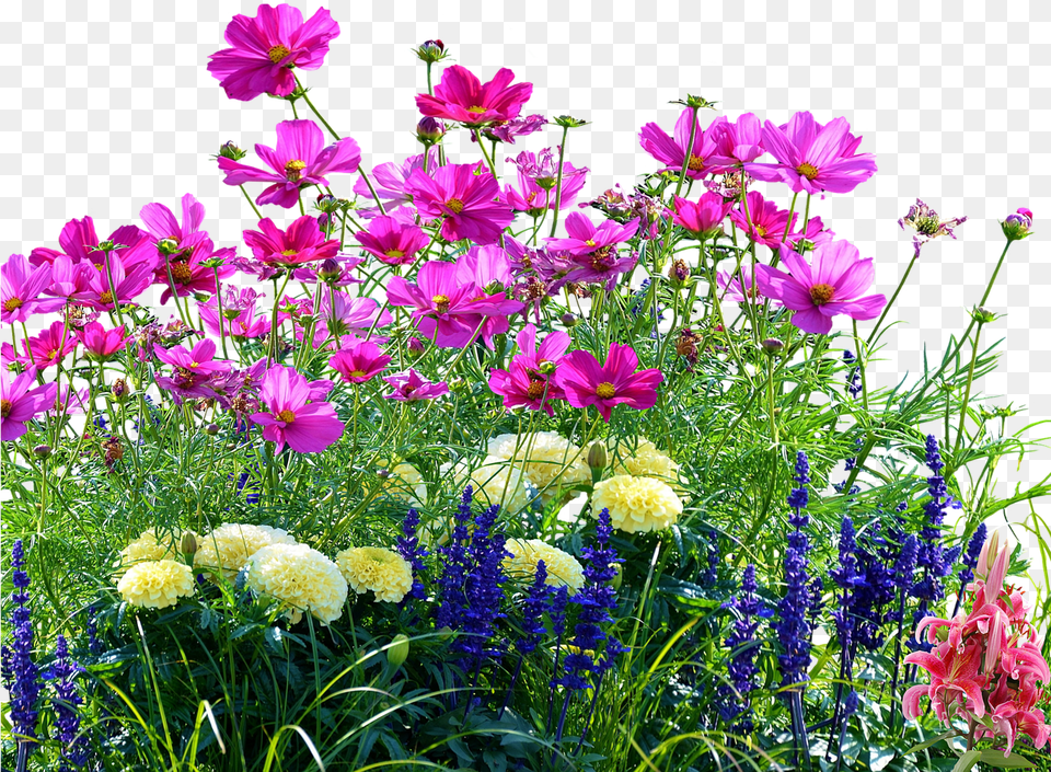 Transparent Flower Field Grass And Flower, Anemone, Dahlia, Purple, Petal Free Png