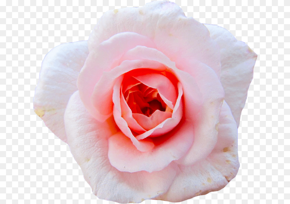 Transparent Flower Gif, Petal, Plant, Rose Free Png Download
