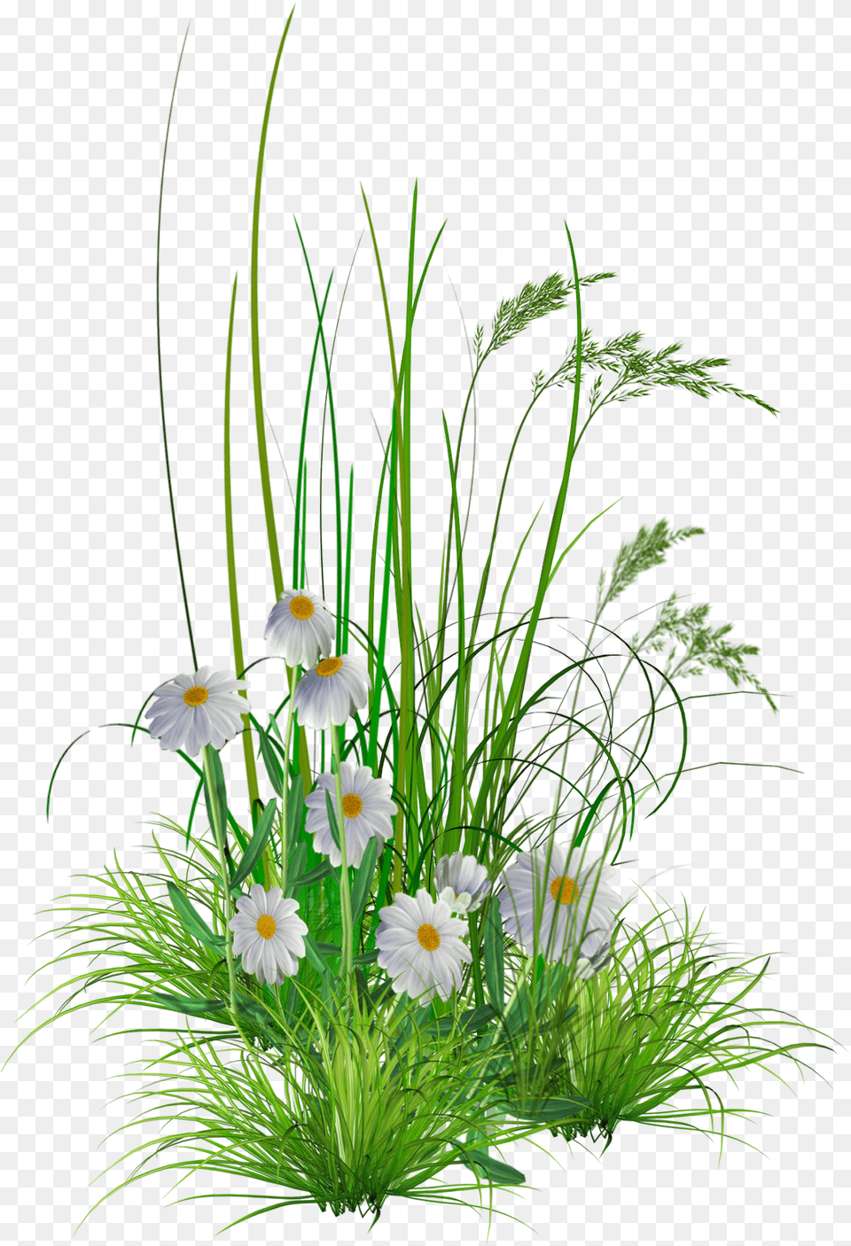 Transparent Flower Hd Background Icons And Flower Images Hd, Daisy, Flower Arrangement, Flower Bouquet, Plant Free Png Download