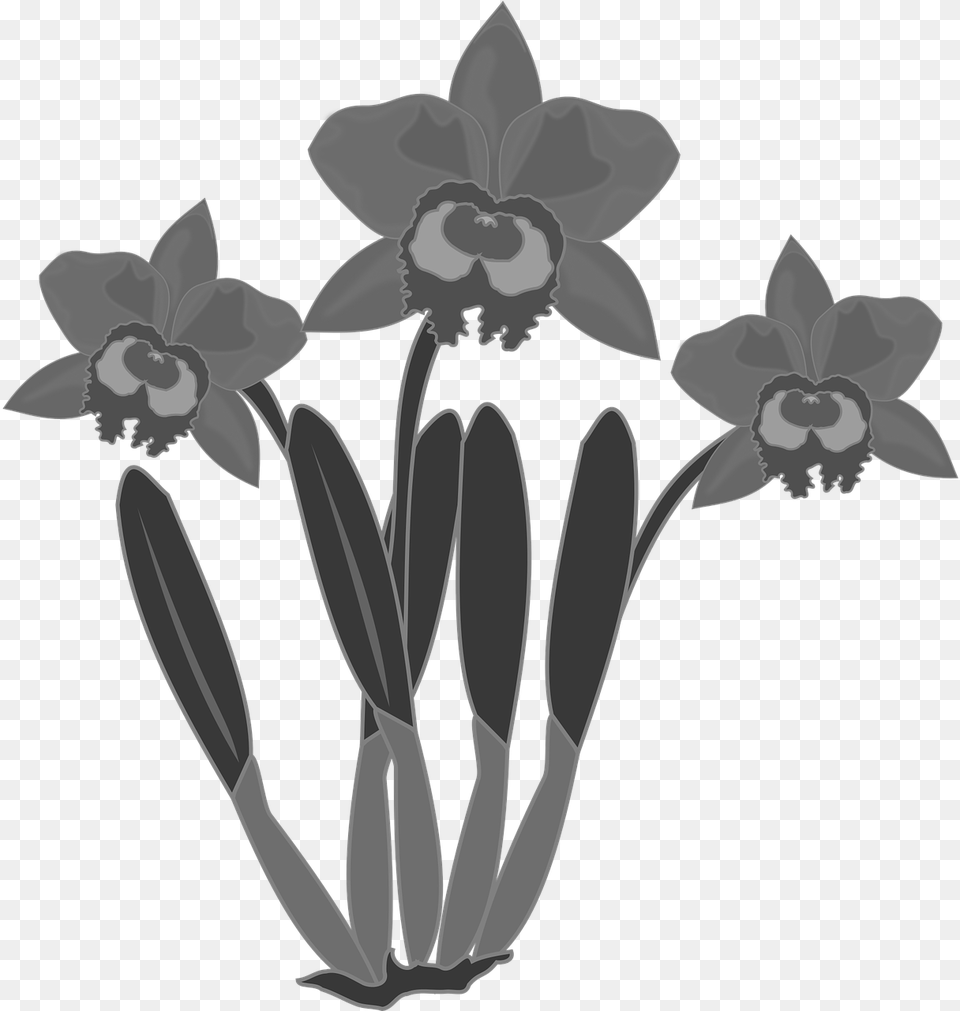 Transparent Flower Headband Flower Orchid Clipart Black And White, Daffodil, Plant Png Image
