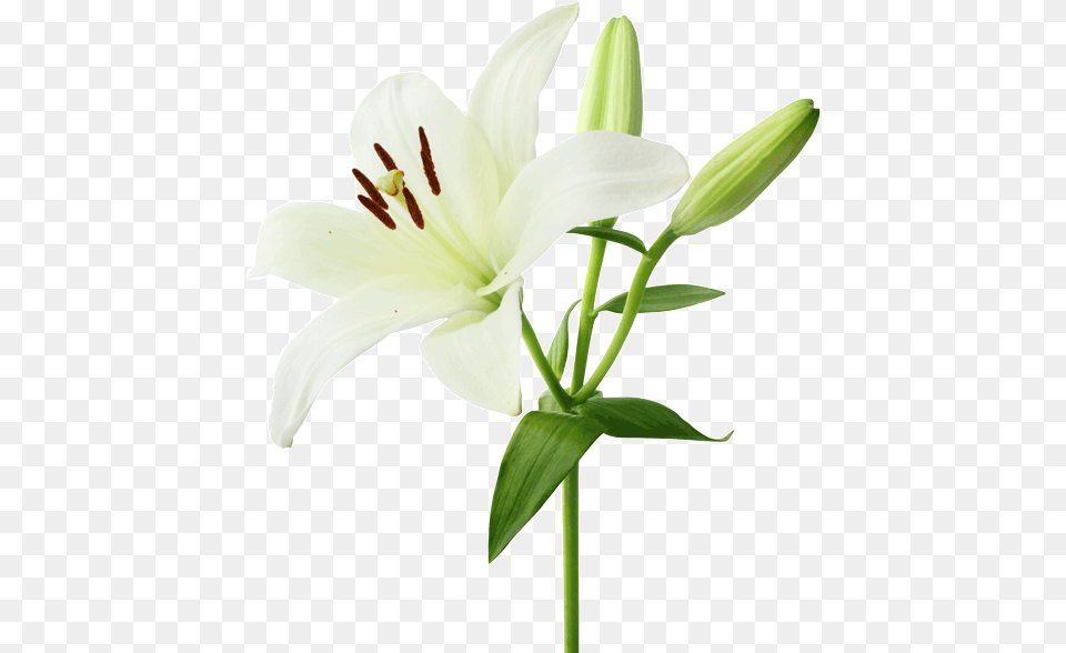 Transparent Flower Lily White Lily Flower, Anther, Plant Png