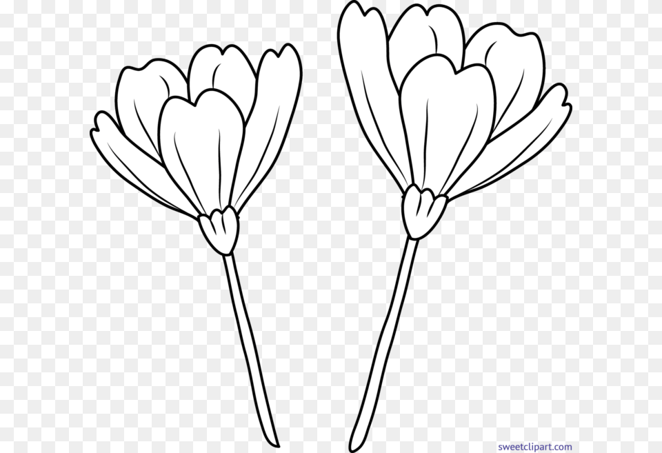 Transparent Flower Line Flower Line Art, Daisy, Petal, Plant, Stencil Png Image