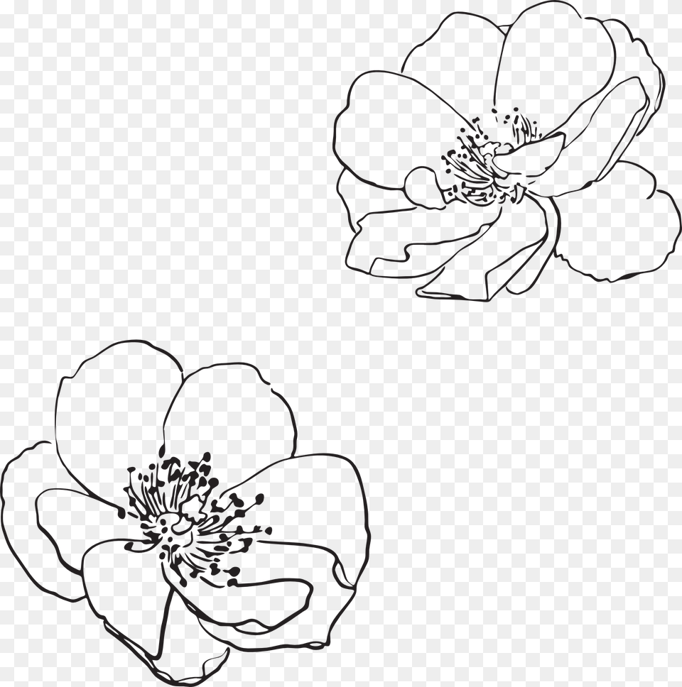 Flower Outline, Anemone, Art, Plant, Drawing Free Transparent Png