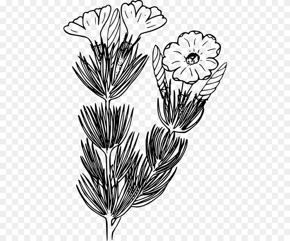 Transparent Flower Outline Dianthus, Gray Png
