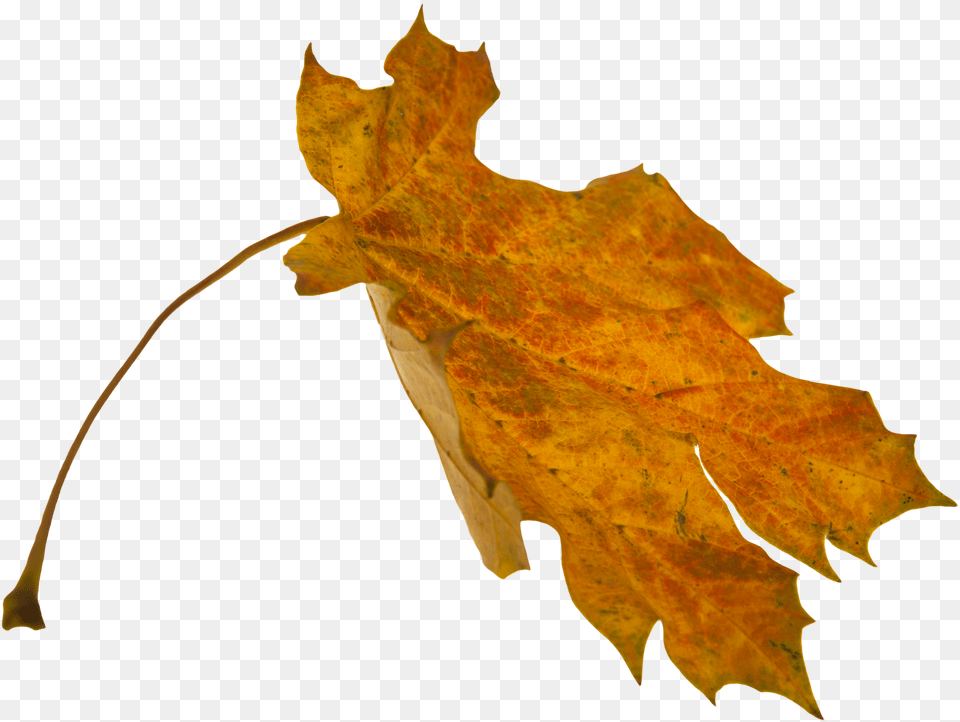 Flower Overlay Overlay Falling Leaves, Can, Tin Free Transparent Png
