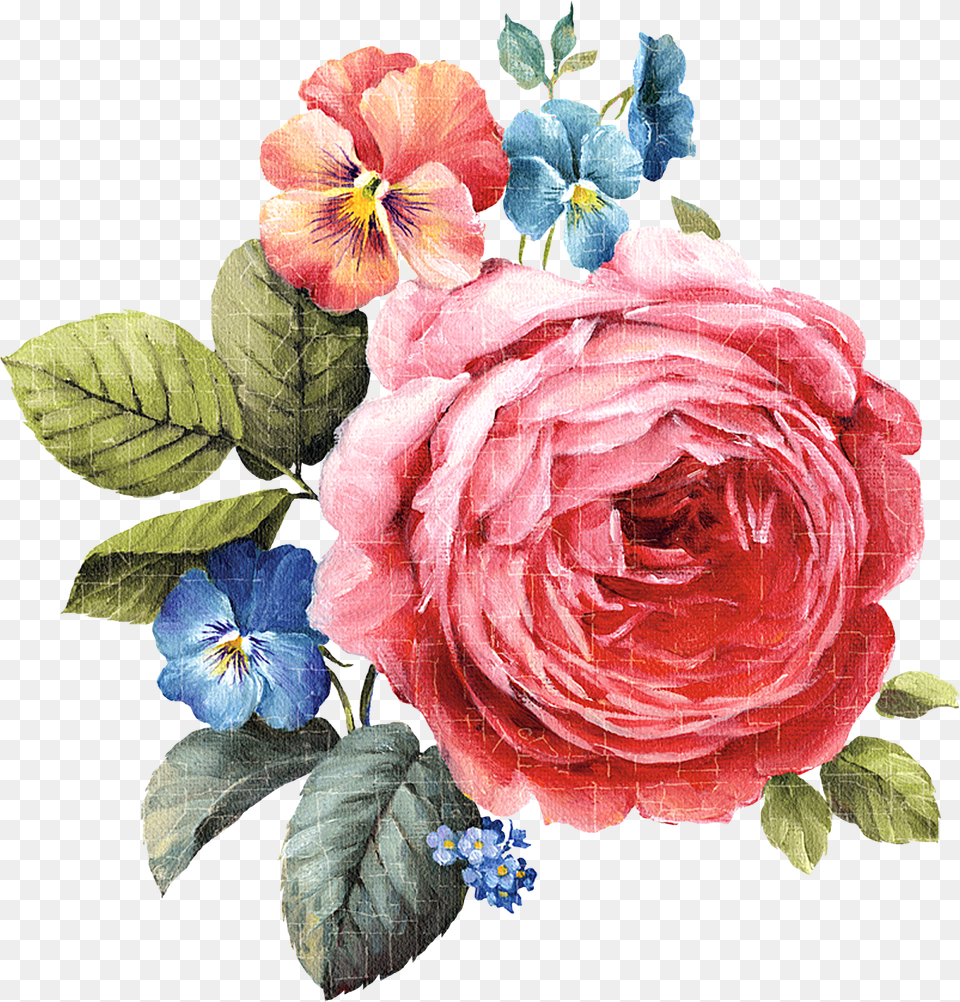 Transparent Flower Painting, Plant, Rose, Petal, Pattern Free Png Download