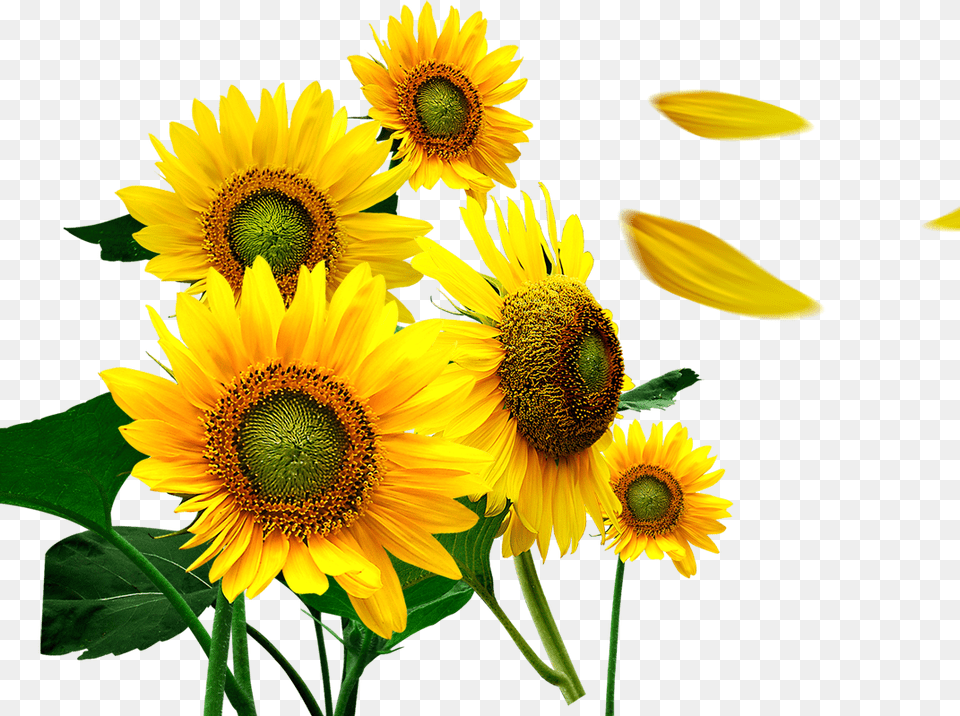 Transparent Flower Petals Sunflower Petals, Plant Free Png