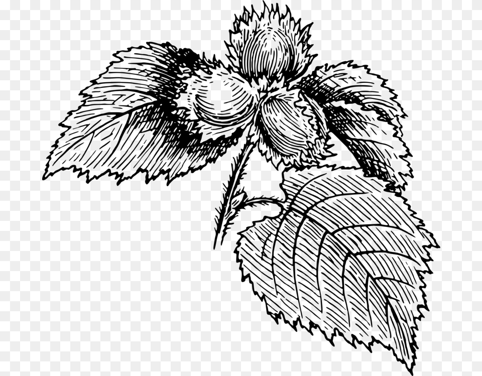 Flower Sketch Hazelnut Drawing, Gray Free Transparent Png