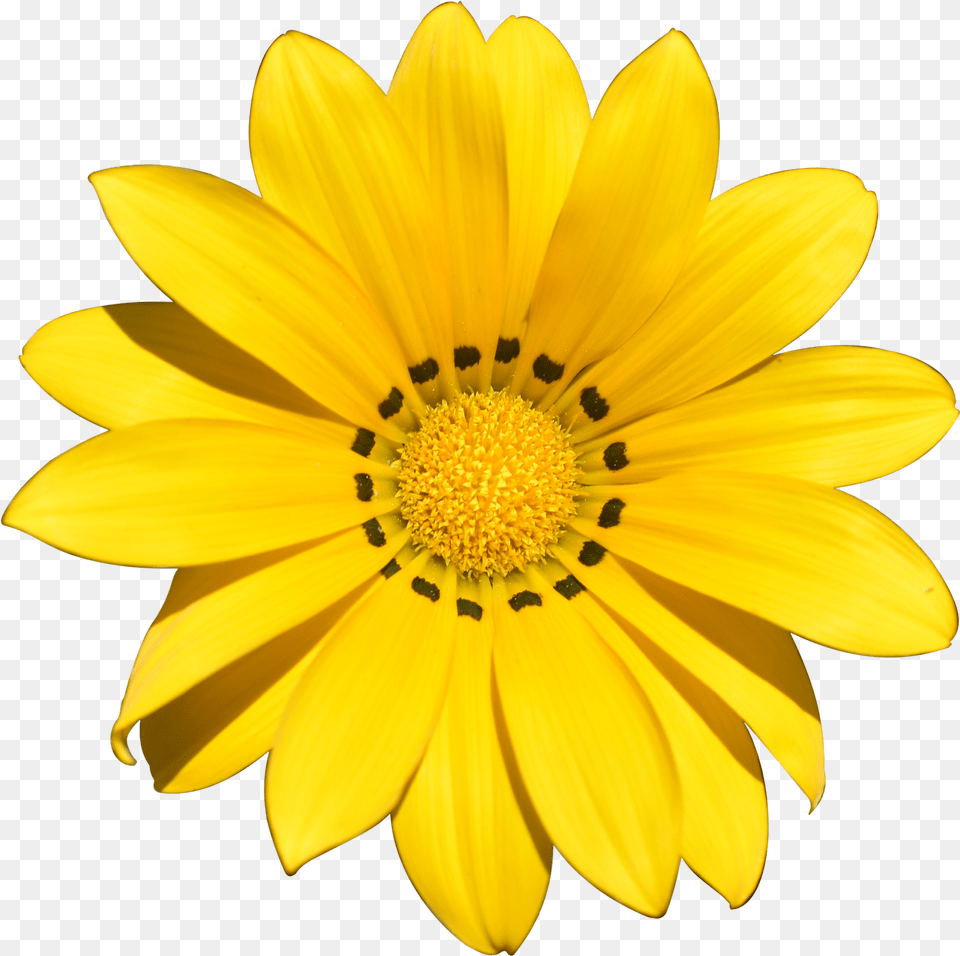Transparent Flower Summer Flower Images Without Background, Plant, Daisy, Treasure Flower Png Image