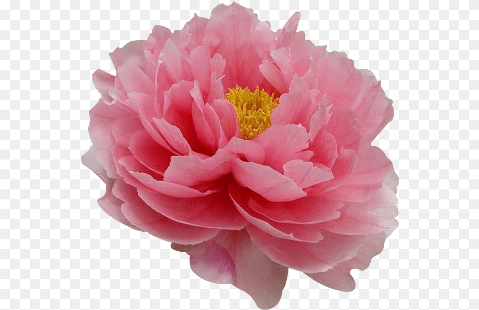 Transparent Flower Tree China National Flower Peony, Dahlia, Petal, Plant, Rose Free Png