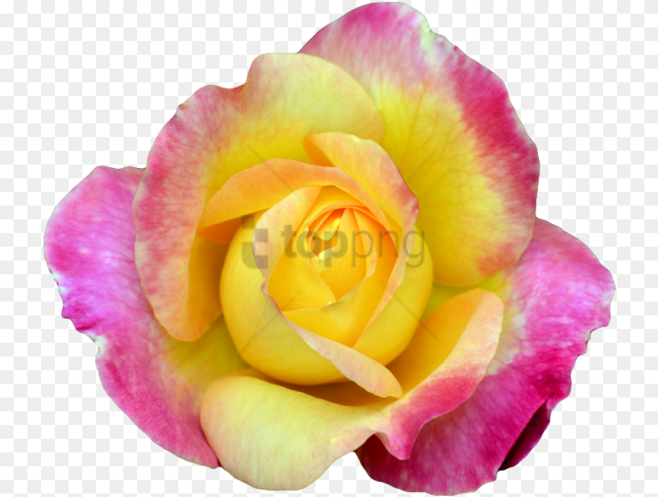 Transparent Flower Tumblr With Transparent Pink Yellow Rose, Petal, Plant Png Image