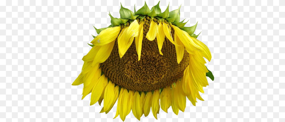Transparent Flower Tumblr Sunflower, Plant Free Png Download
