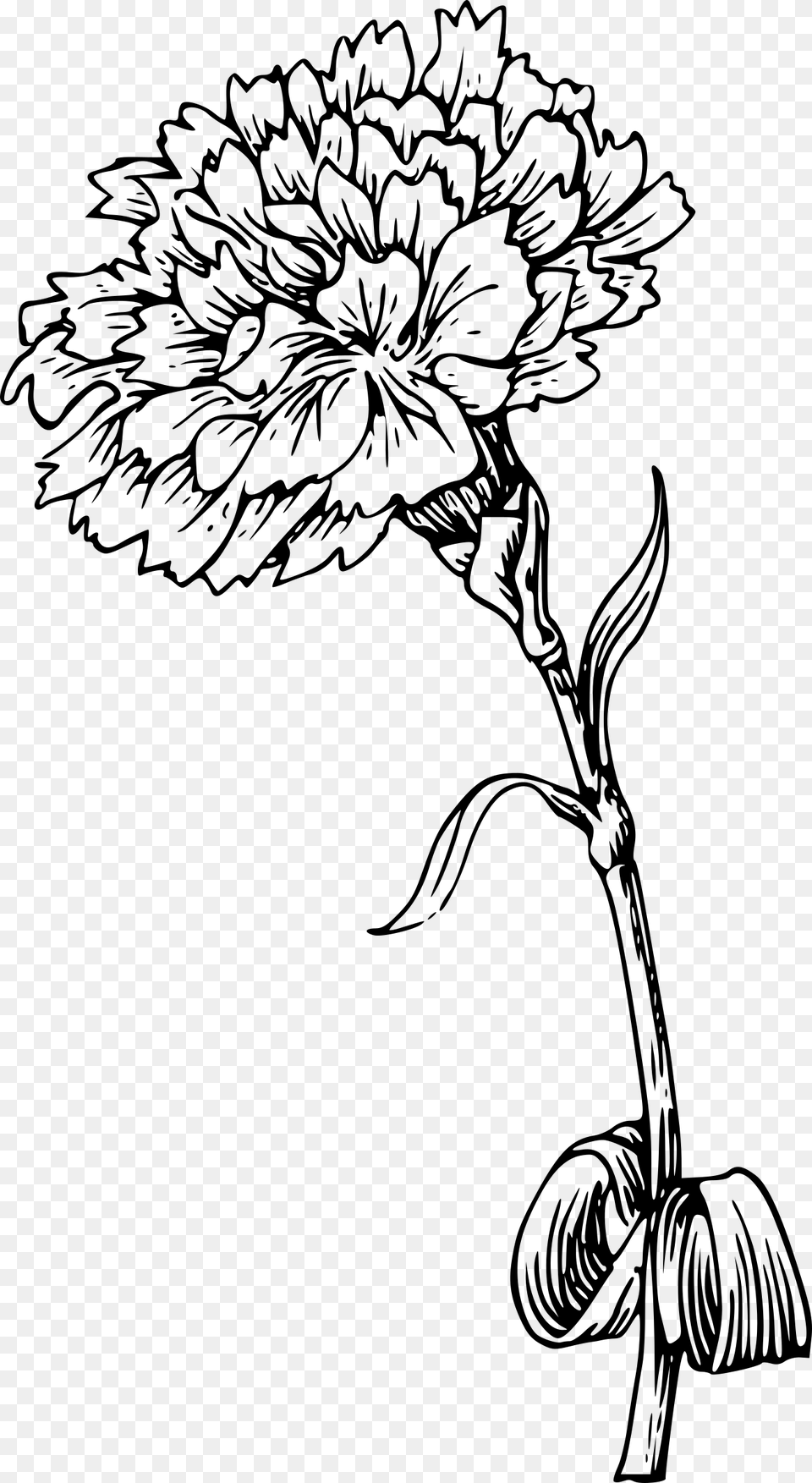 Transparent Flower With Stem Carnation Tattoo Designs, Gray Png Image