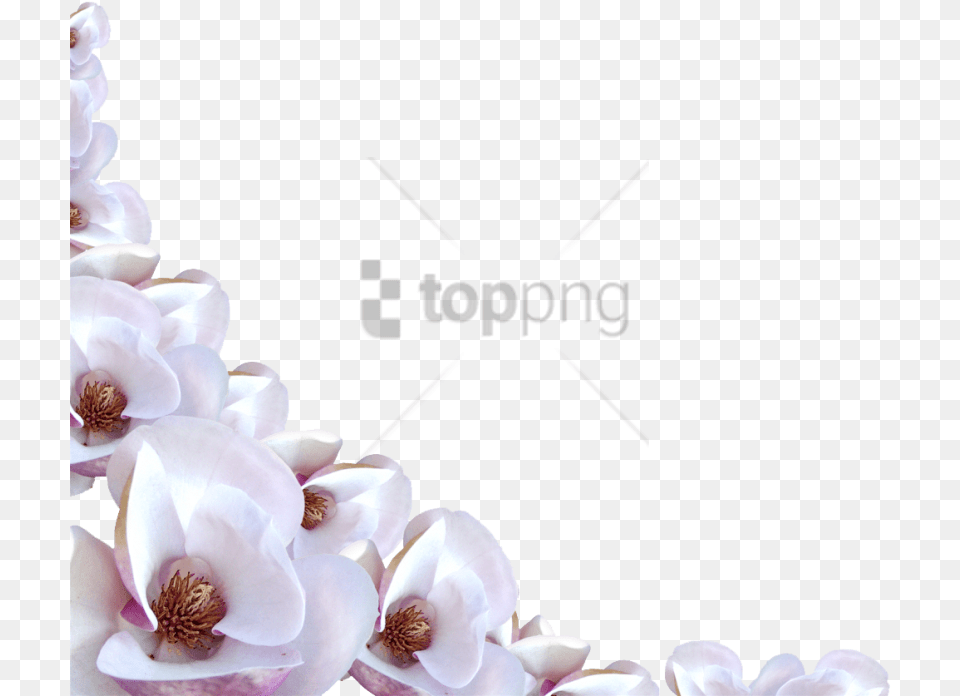 Transparent Flowers Border Image With White Flowers Border Transparent, Flower, Petal, Plant, Orchid Free Png