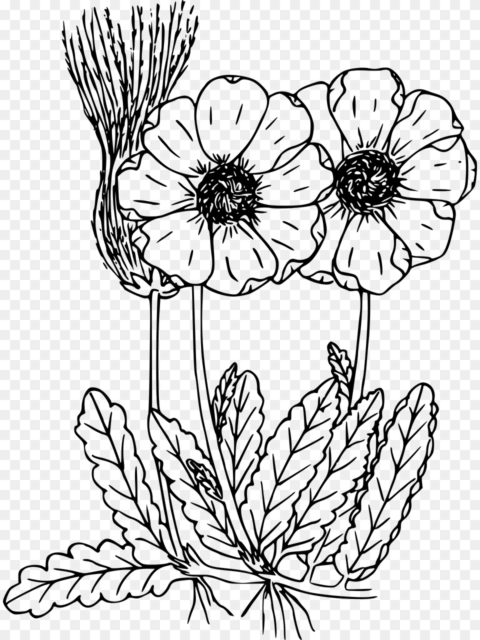 Flowers Illustration Wild Flower Drawing Gray Free Transparent Png