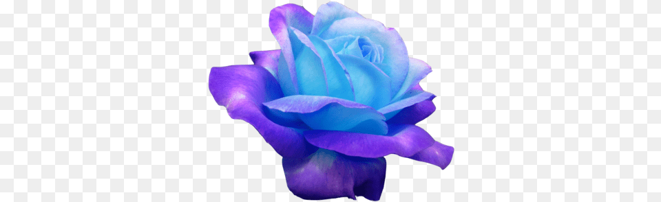 Transparent Flowers Morphua Ok Heres Another One I Wanted Beautiful Flowers Flowers, Flower, Plant, Rose, Petal Free Png Download