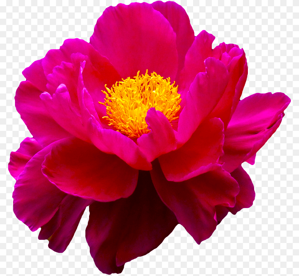 Transparent Flowers Peony, Flower, Plant, Pollen, Rose Free Png