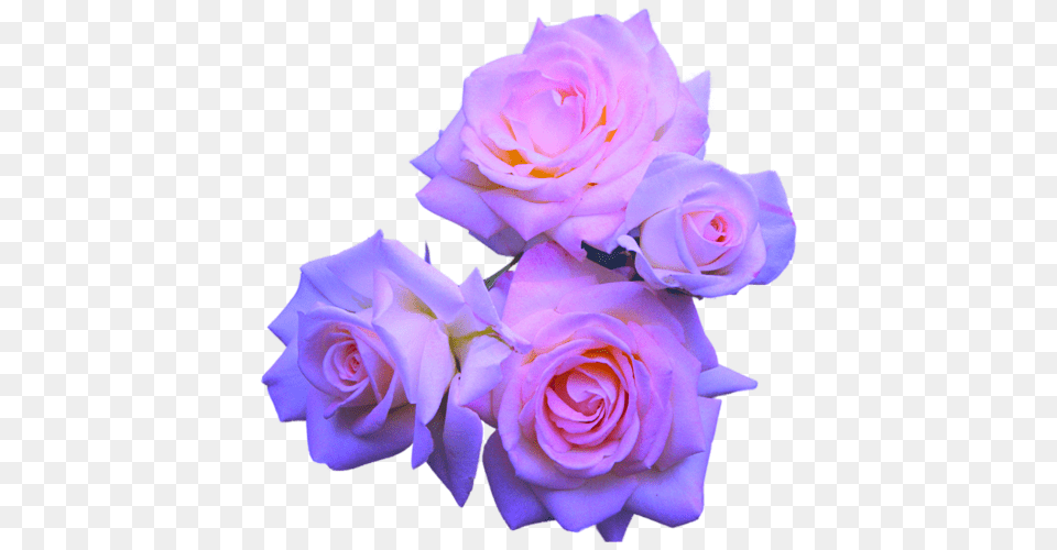 Transparent Flowers Purple Roses Aesthetic Flowers Transparent, Flower, Flower Arrangement, Flower Bouquet, Plant Png