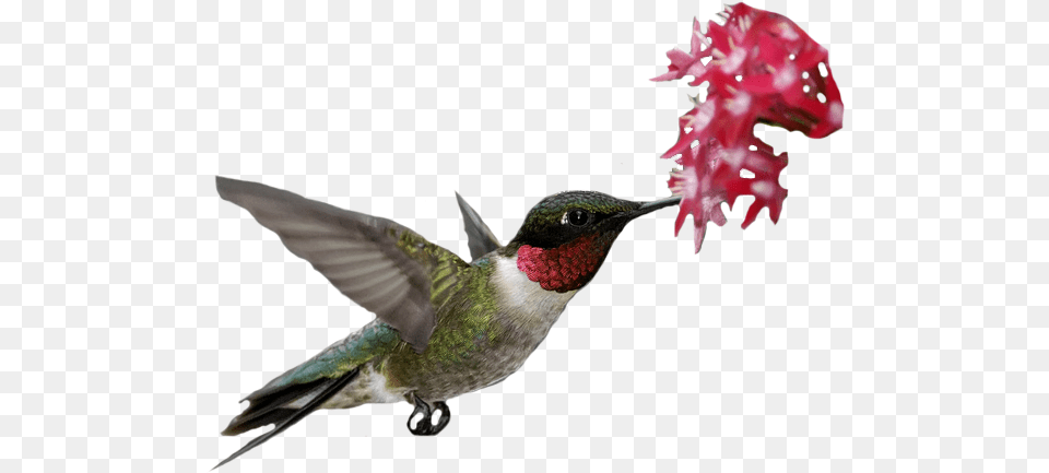 Transparent Flowers Rubythroated Hummingbird Archilochus Ruby Throated Hummingbird Transparent, Animal, Beak, Bird Png Image