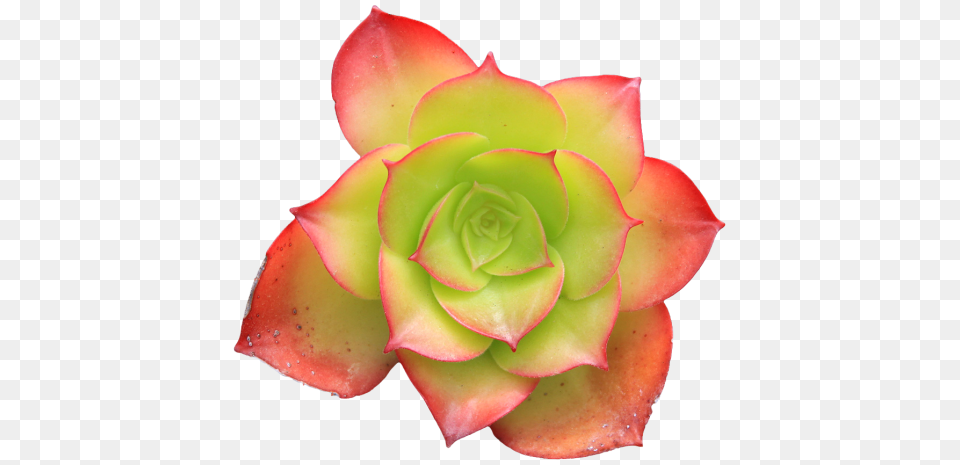Flowers Succulent From The And Variety, Flower, Plant, Rose, Petal Free Transparent Png