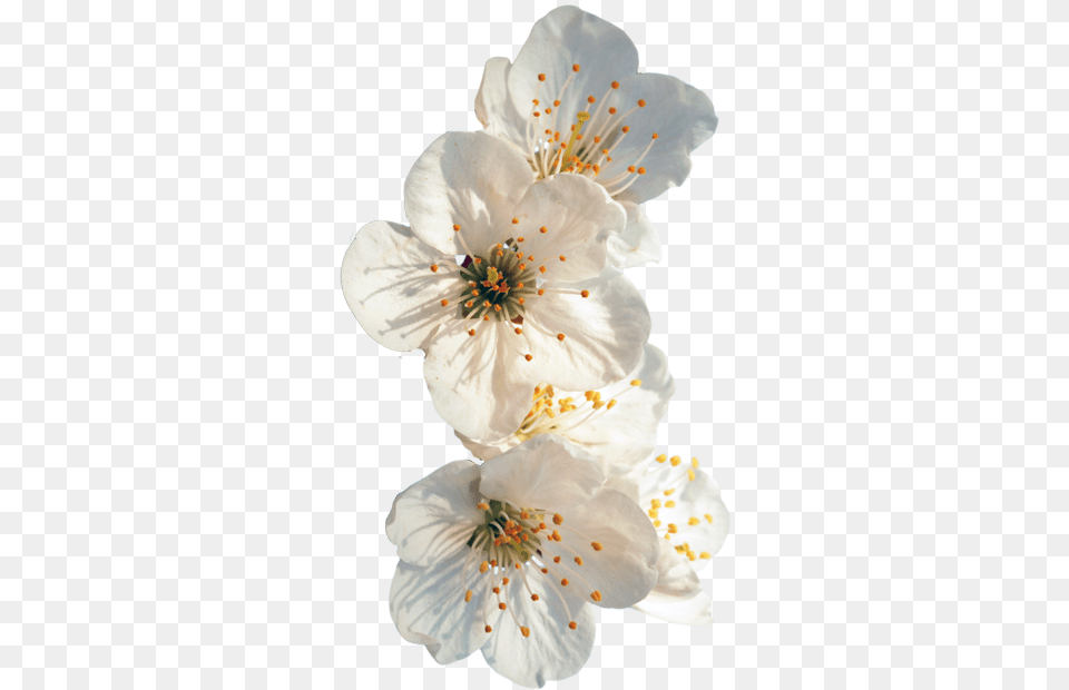 Transparent Flowers Transparent Cherry Blossom White, Plant, Pollen, Flower, Anther Free Png Download