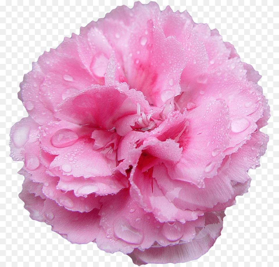 Transparent Flowers Transparent Flowers Pink Carnations Pink Carnation Transparent Background, Flower, Plant, Rose Png Image