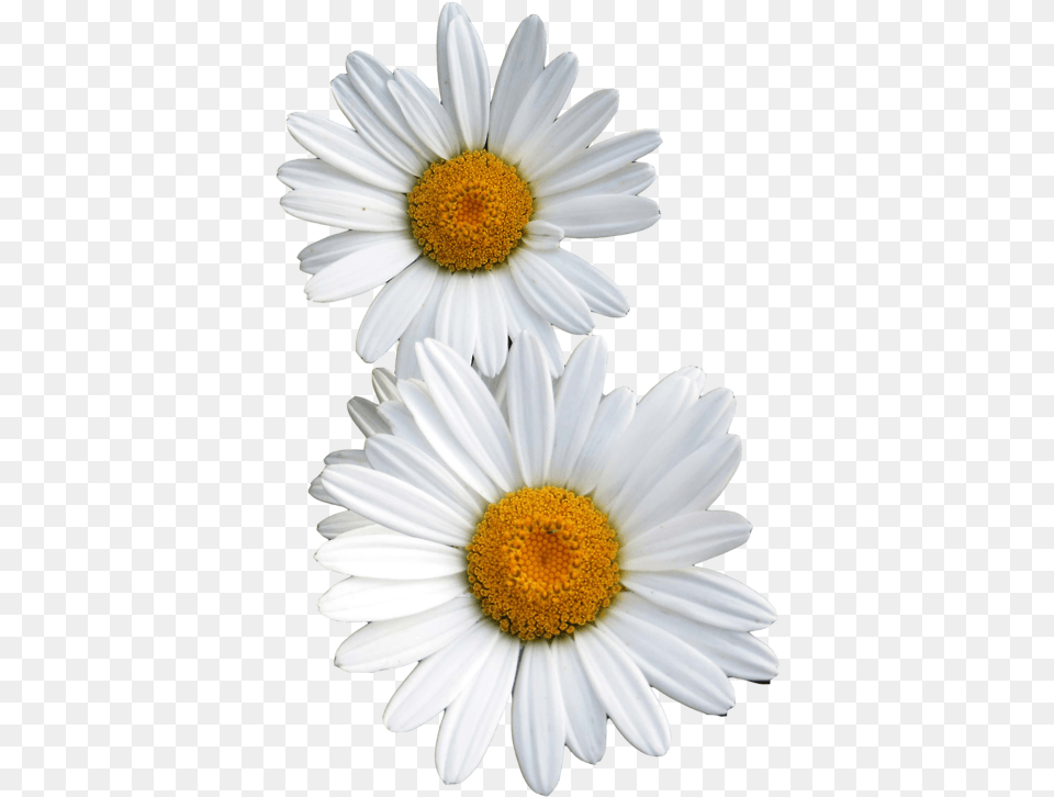 Transparent Flowers White Flower Tumblr, Daisy, Plant, Petal Free Png Download