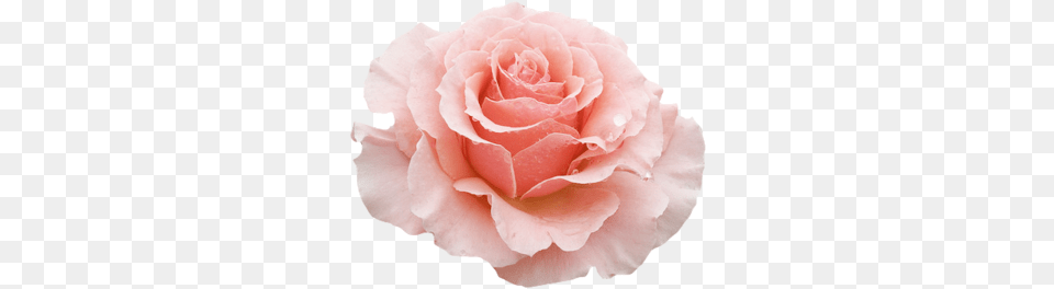 Transparent Flowers Yellow Rose Flower Aesthetic Pink Flowers, Petal, Plant, Carnation Free Png