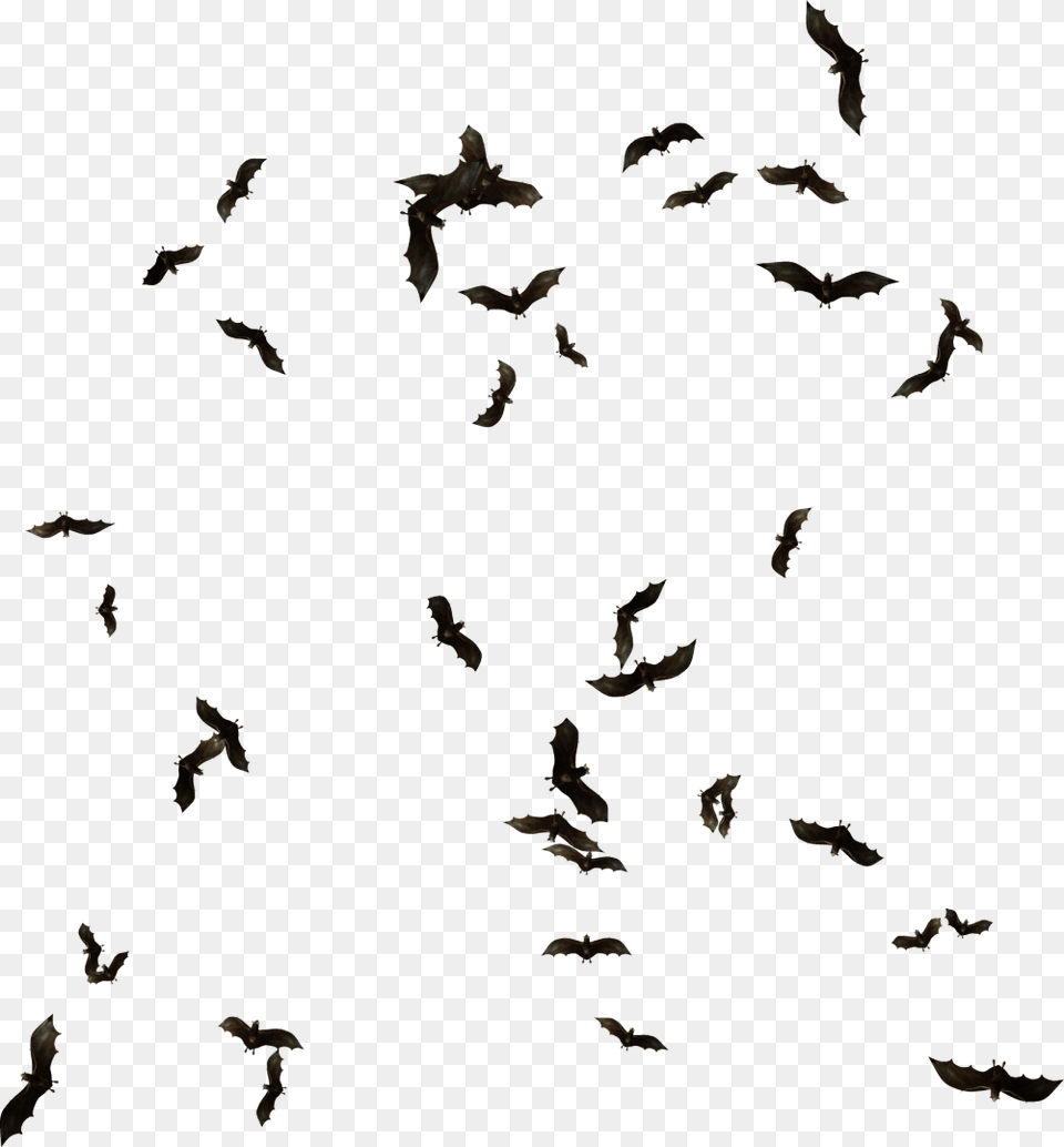 Transparent Flying Bats, Animal, Bird, Flock, Mammal Png Image