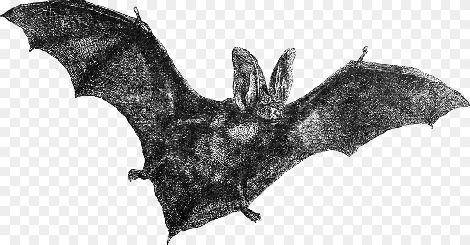 Transparent Flying Bats, Animal, Mammal, Wildlife, Person Free Png Download