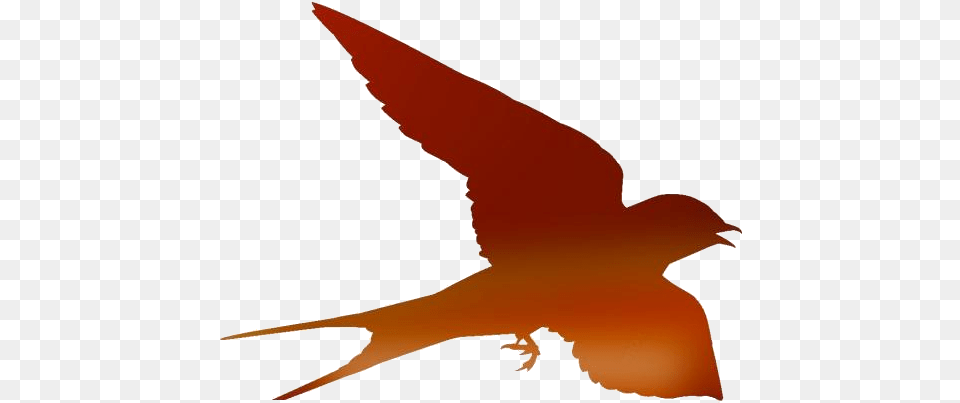 Transparent Flying Bird Silhouette Swallow Bird, Animal, Fish, Sea Life, Shark Png