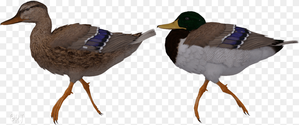 Flying Mallard Duck Clipart Mallard, Animal, Anseriformes, Bird, Teal Free Transparent Png