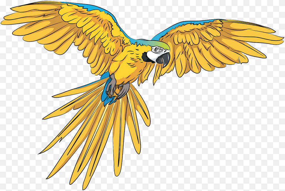 Transparent Flying Parrot, Animal, Bird, Macaw Png