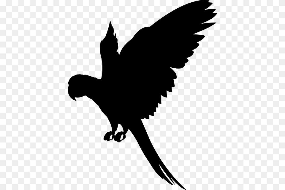 Transparent Flying Parrot Parrot Silhouette, Gray Png Image