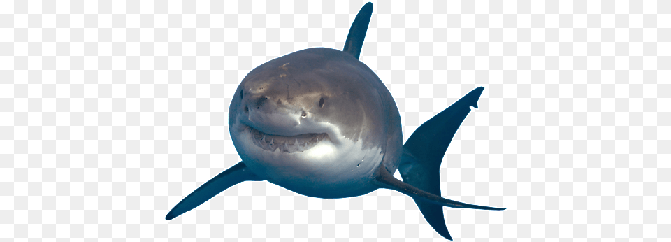 Transparent For Designing Purpose Shark Transparent Background, Animal, Fish, Sea Life, Great White Shark Png Image