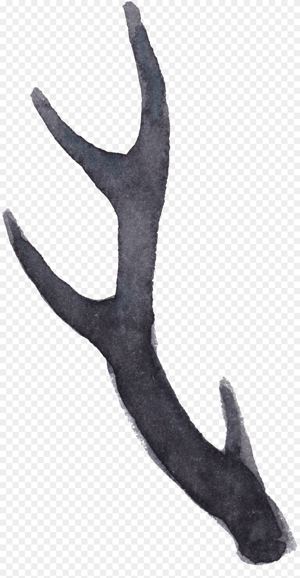 Transparent For The Water Color Of The Elk39s Tentacle Deer, Antler Free Png Download