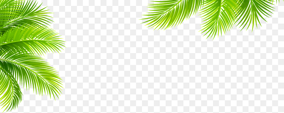 Transparent For Tropical Plant Elements Tropical Plant, Green, Vegetation, Tree, Summer Free Png Download