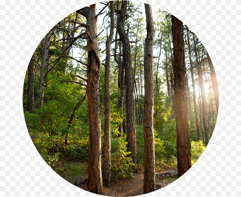 Transparent Forest Clipart Forest Image In A Circle, Vegetation, Tree Trunk, Tree, Plant Free Png