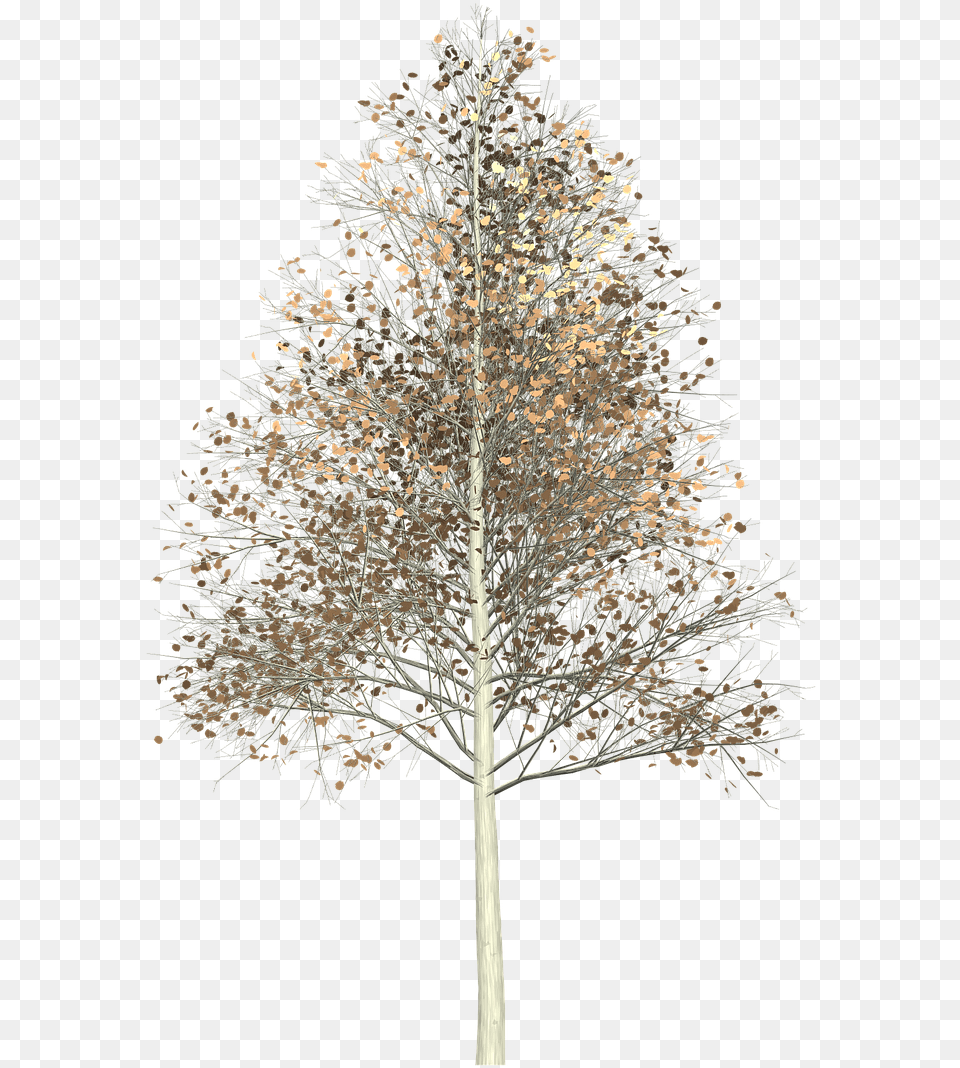 Transparent Forest Habitat Clipart Aspen Tree, Plant, Ice, Nature, Outdoors Png Image