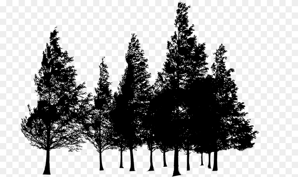 Transparent Forest Silhouette Trees, Gray Free Png