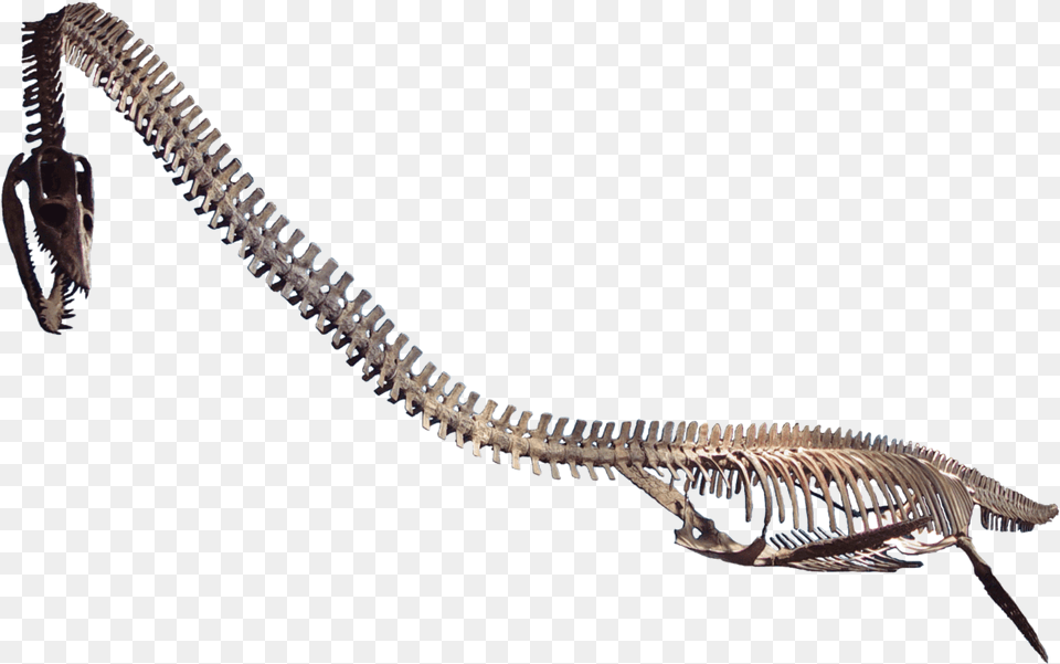 Transparent Fossils Clipart Elasmosaurus Antarctica, Animal, Dinosaur, Reptile Free Png