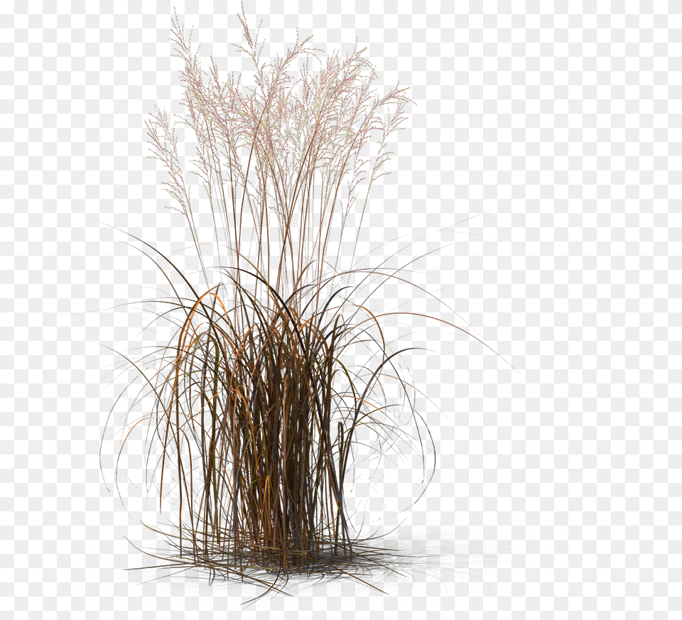 Transparent Fountain Grass Fountain Grass Transparent, Plant, Reed, Fireworks Png