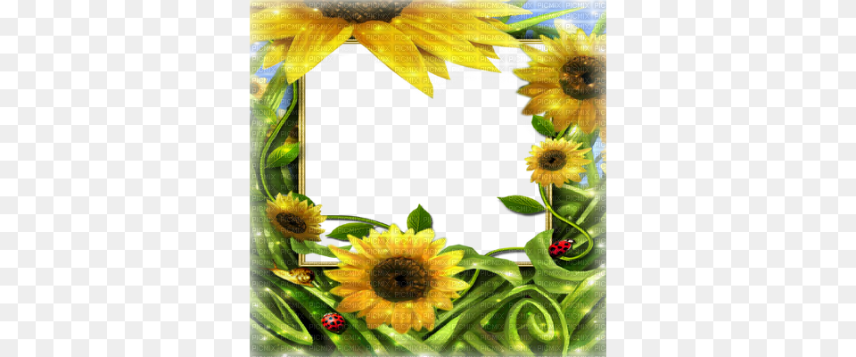 Transparent Frame Summer, Sunflower, Flower, Plant, Art Png Image