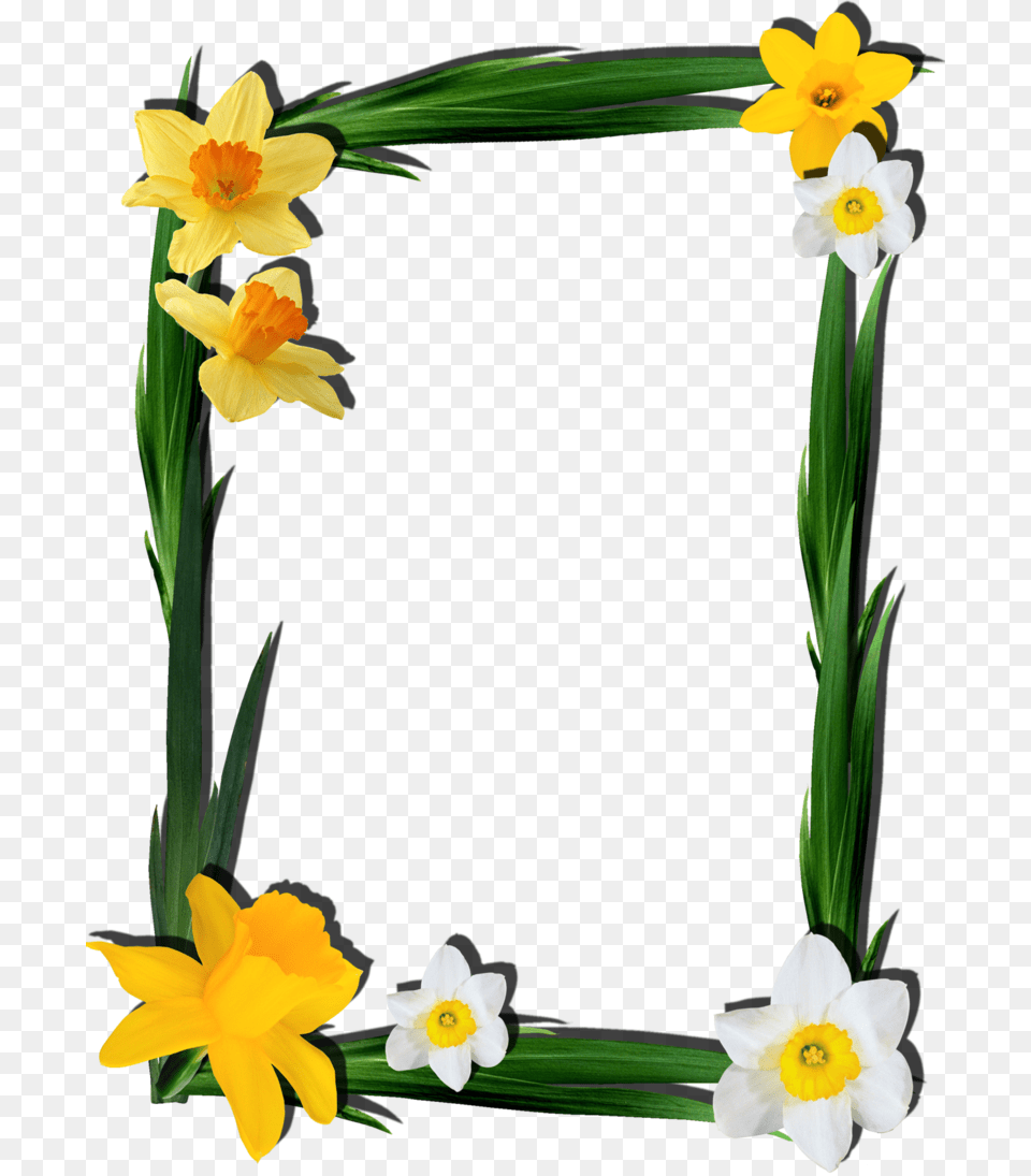 Transparent Frames For Photoshop Frame For Photoshop, Daffodil, Flower, Plant Png