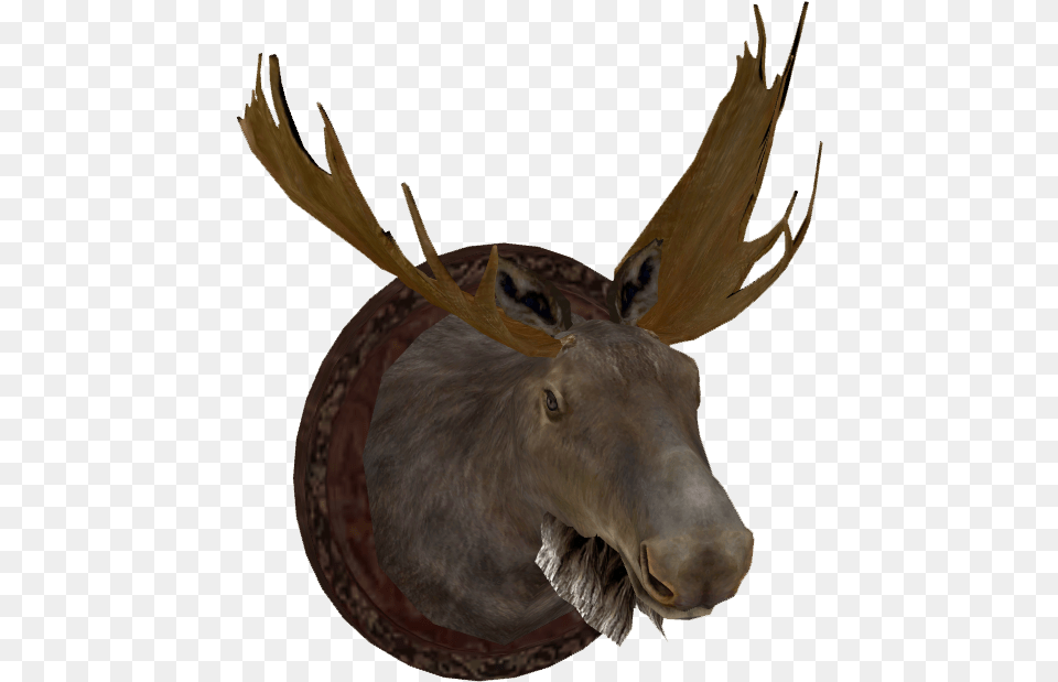 Transparent Free Moose Clipart Transparent Moose Head, Animal, Mammal, Wildlife Png