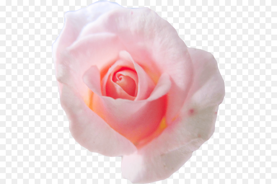 Transparent Freeuse Library Transparent Pink Flower, Petal, Plant, Rose Png